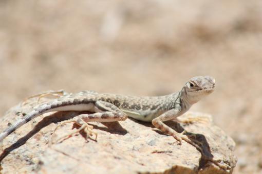 Free Stock Photo of Lizard