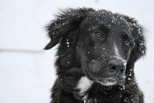 Free Stock Photo of Black Dog