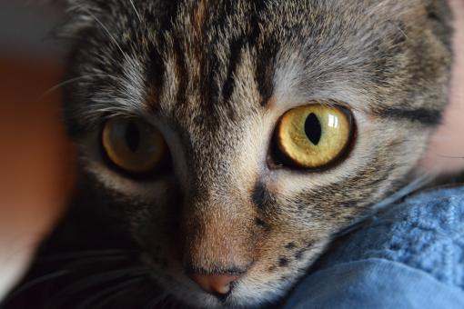 Free Stock Photo of Up close