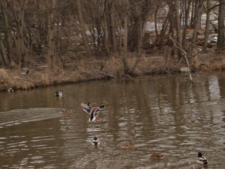 Free Stock Photo of Flying ducks