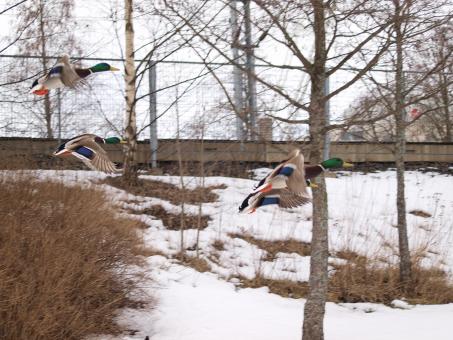 Free Stock Photo of Flying ducks