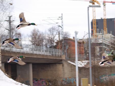 Free Stock Photo of Flying ducks