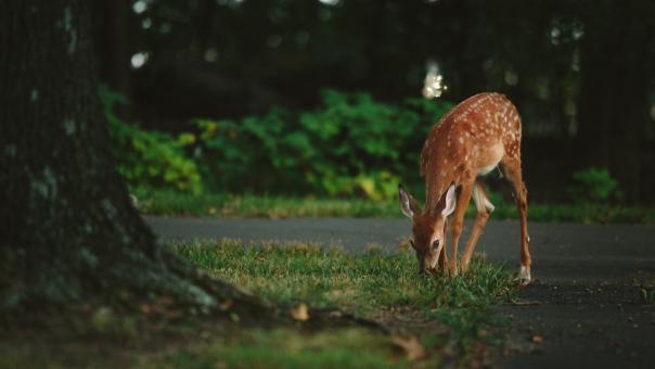 Free Stock Photo of Deer On the Road