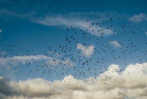 Free Stock Photo of Group of Birds