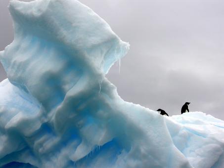 Free Stock Photo of Penguins Walking on Iceberg