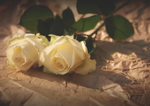 Free Stock Photo of Flowers