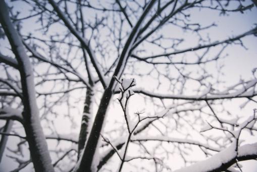 Free Stock Photo of Winter