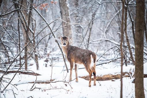 Free Stock Photo of Deer in the woods