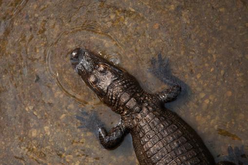 Free Stock Photo of Croc