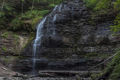 Free Stock Photo of Wild