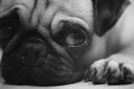 Free Stock Photo of Dog