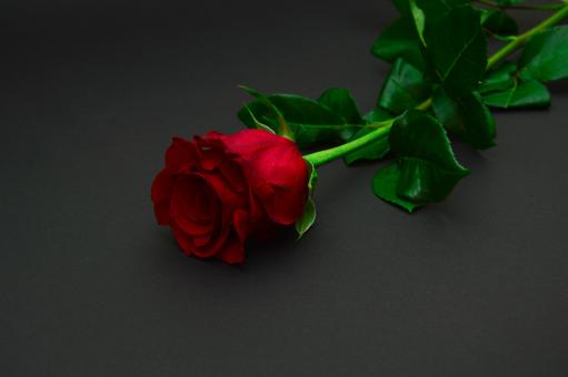 Free Stock Photo of Red Rose