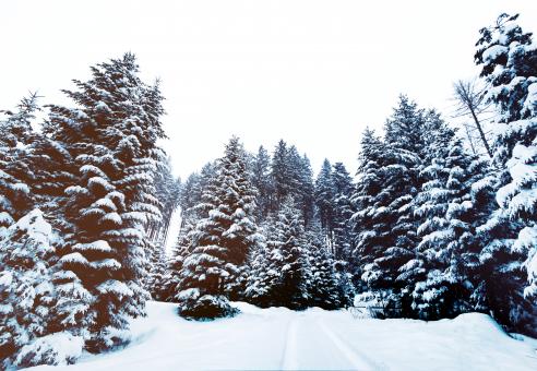 Free Stock Photo of Winters