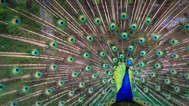 Free Stock Photo of Colors of Nature