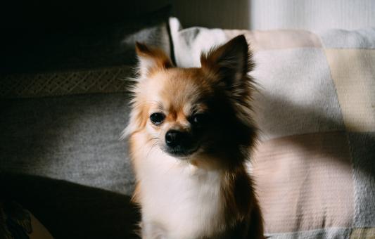 Free Stock Photo of Pet