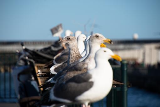 Free Stock Photo of In Line