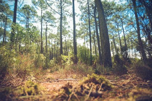 Free Stock Photo of Forest