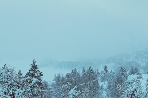 Free Stock Photo of Frozen trees