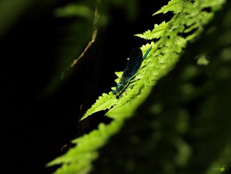 Free Stock Photo of Green Leaves