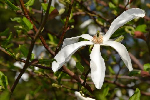 Free Stock Photo of Magnolia