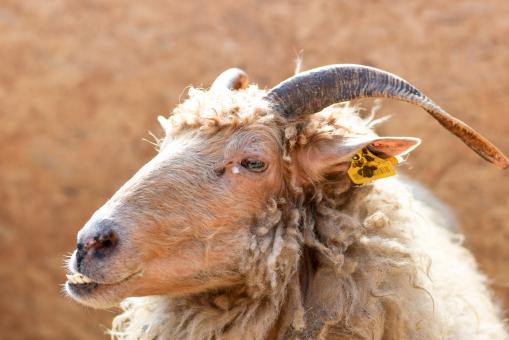 Free Stock Photo of Goat