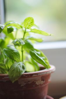 Free Stock Photo of Basil