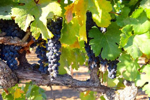 Free Stock Photo of Fresh Grapes