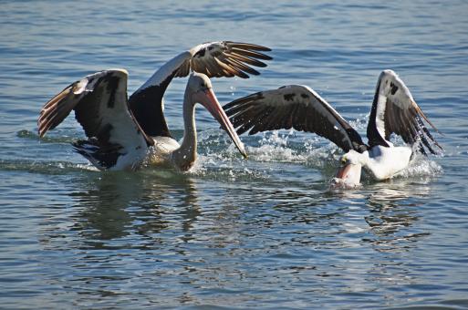 Free Stock Photo of Pelicans