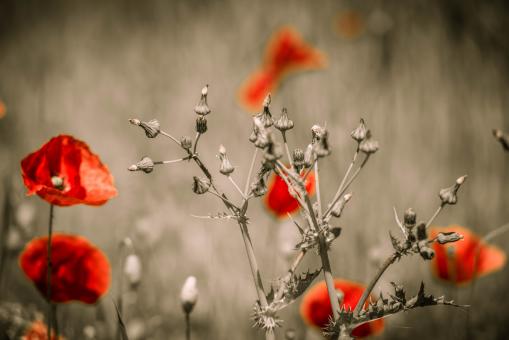 Free Stock Photo of Flowers