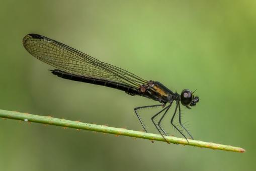 Free Stock Photo of Black Creature