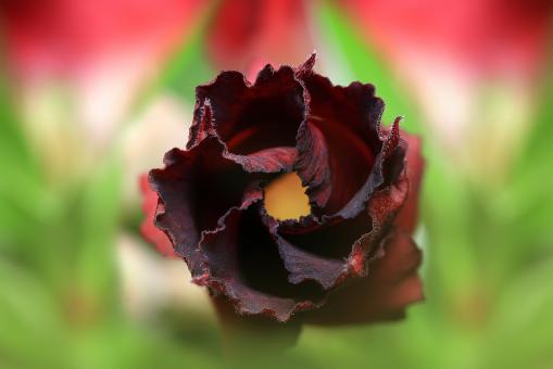 Free Stock Photo of Maroon