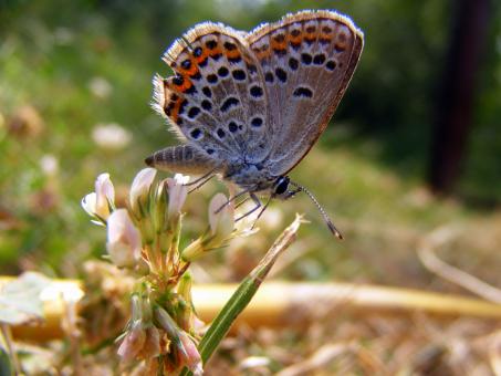 Free Stock Photo of Brown and Orange Butterfly