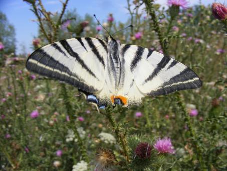 Free Stock Photo of Dovetail Butterfly