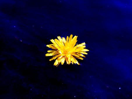 Free Stock Photo of Yellow Flower