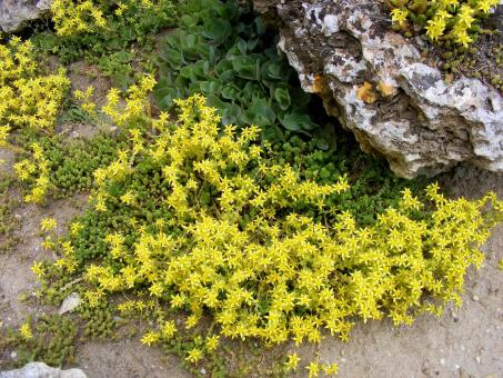 Free Stock Photo of Flowers