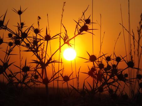 Free Stock Photo of Sunset