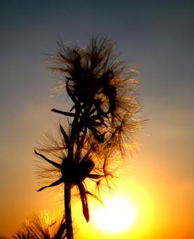 Free Stock Photo of Sunset