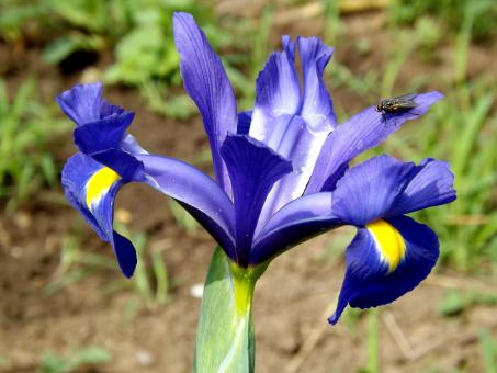 Free Stock Photo of Iris