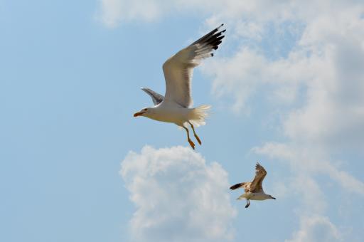 Free Stock Photo of Birds