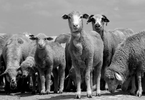 Free Stock Photo of Sheep