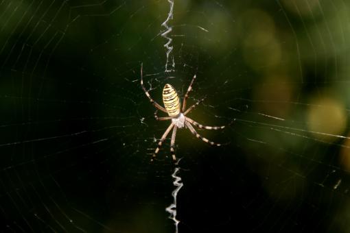 Free Stock Photo of Spider web