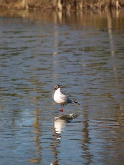 Free Stock Photo of Segulls on half frozen lake