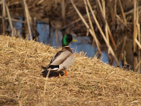 Free Stock Photo of Ducks