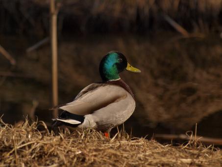 Free Stock Photo of Ducks