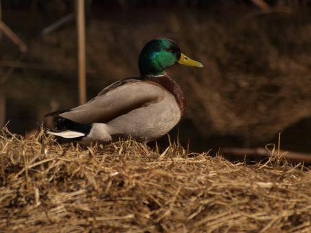 Free Stock Photo of Ducks