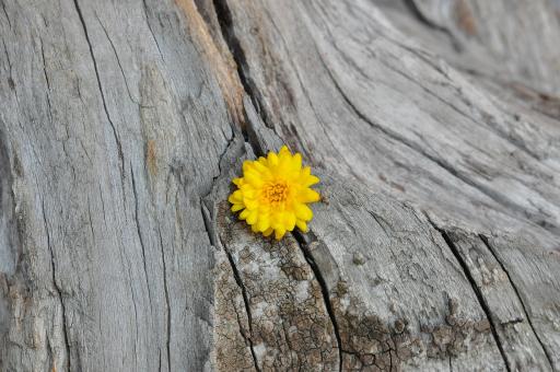 Free Stock Photo of Yellow Flower