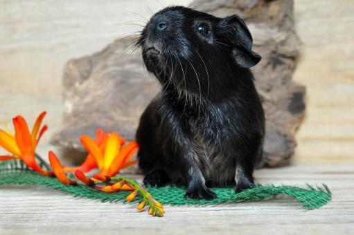 Free Stock Photo of Pet
