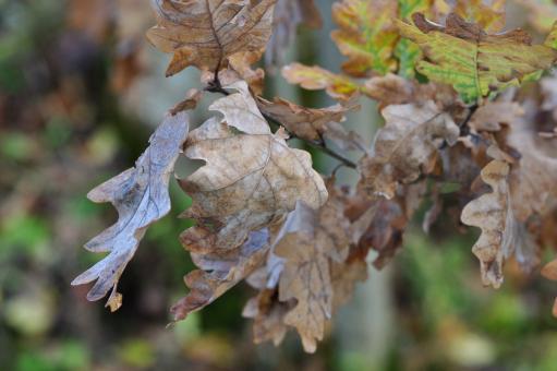 Free Stock Photo of Dry