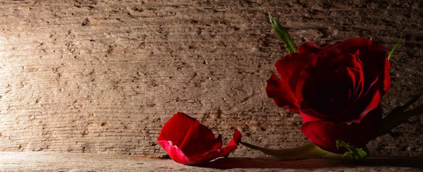 Free Stock Photo of Red