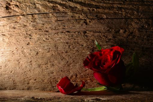 Free Stock Photo of Rose
